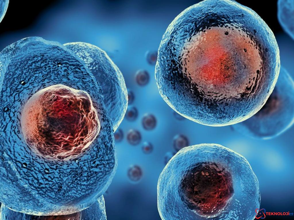 Bitkilerdeki Evrimsel Yolculuk