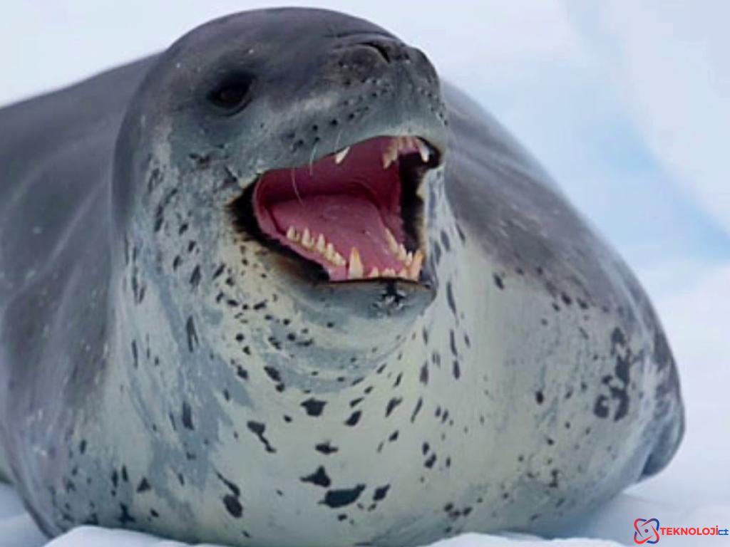 Kuduz Salgını ve Cape Town'daki Foklar