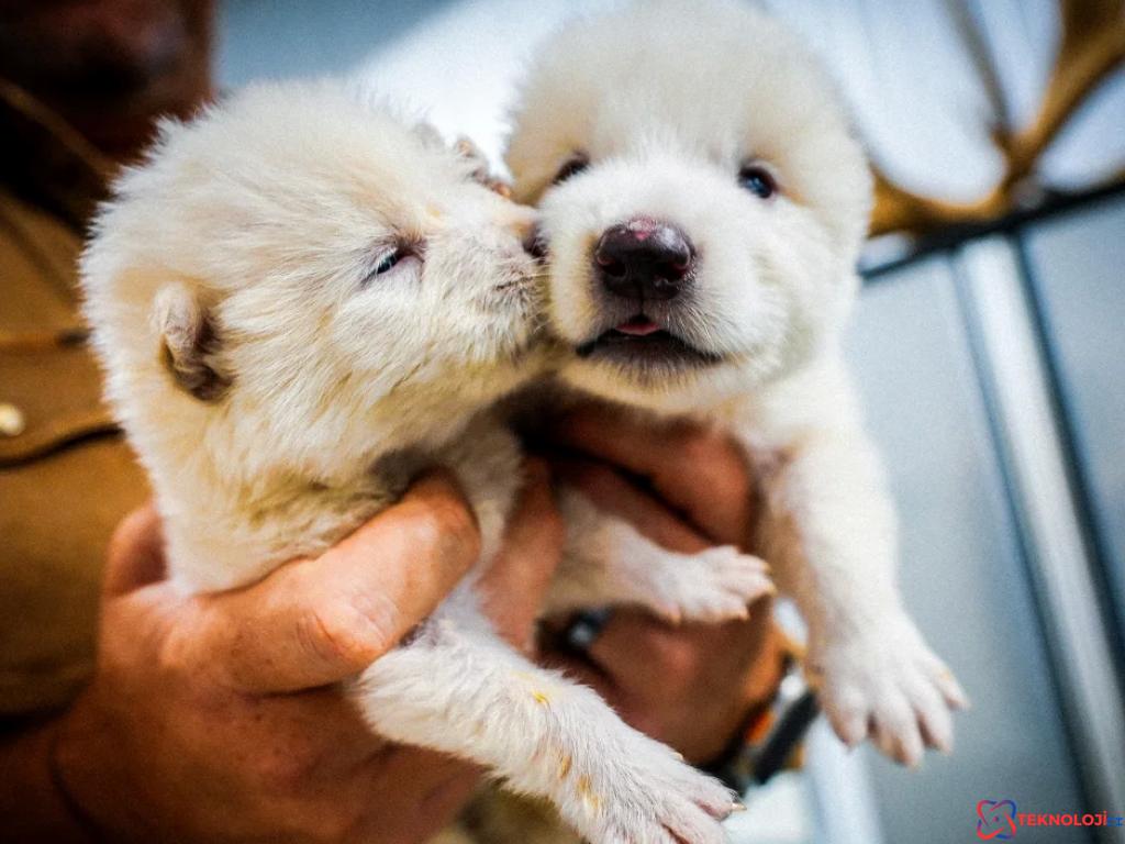Genetik Çalışmalar ve Yöntemler